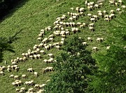 94 Le greggi sui pascoli di Pagliari